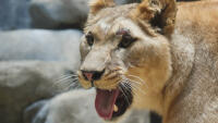 zoo lvice2